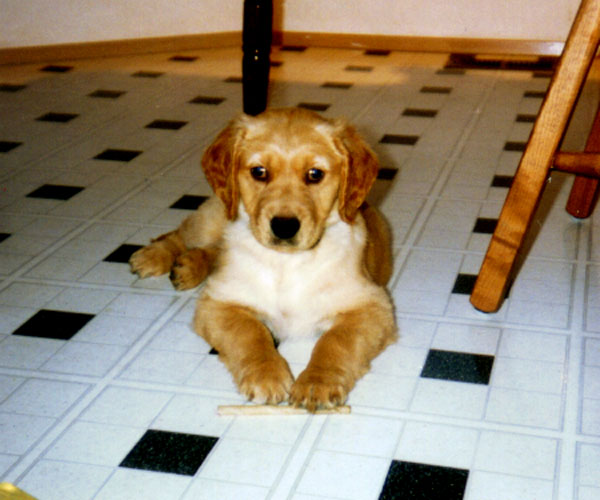 Earliest pic of teddy as a pup